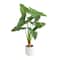 3.5ft. Arrowhead Philodendron in White Decorative Planter